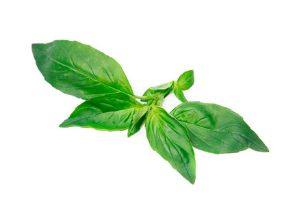 绿色新鲜罗勒图片