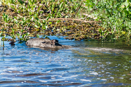 在三角湾的菜鸟德尔沼泽，阿根廷豚 Hydrochoerus 水