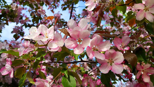 春天苹果树枝与美丽的粉红色的花, 特写在蓝天背景