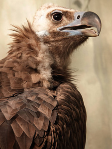 一只秃鹫在安特卫普动物园