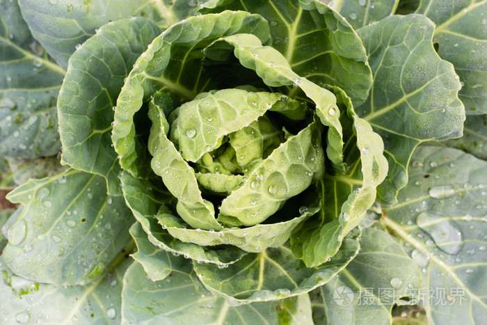 白菜叶上绿色的露珠