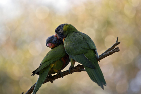 两个彩虹 lorikeets 彼此 preen