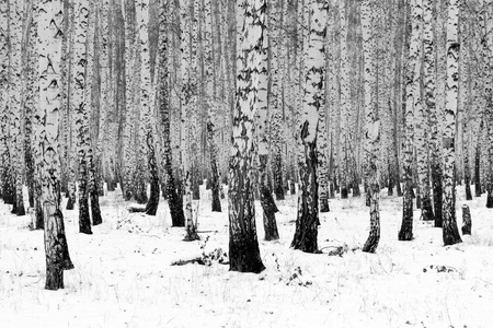 白桦林冬季景观, 黑白照片