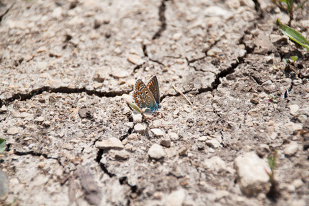 棕色, 蓝色和橙色的蝴蝶在破碎的干燥地面上休息照片