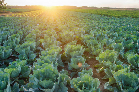 新鲜的有机蔬菜.风景农业.农田,农业照片