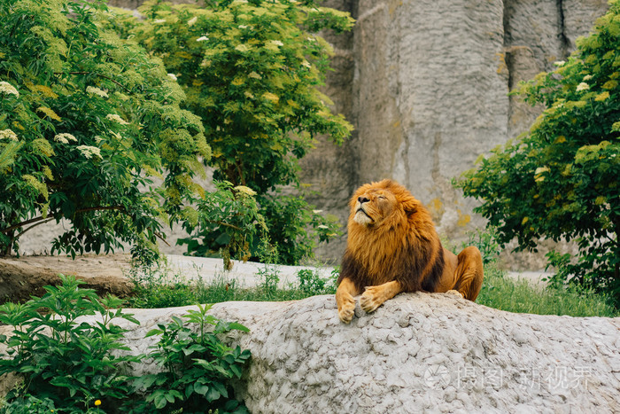 大狮子躺在动物园里的石头
