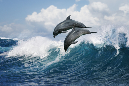 海豚跃出海洋中的波图片