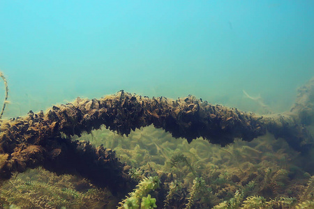 树木水下淡水潜水水下照片淹没世界, 生态系统水下景观