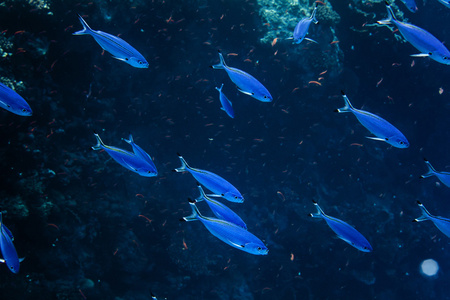 沙丁鱼暗沙深海中的蓝色鱼照片