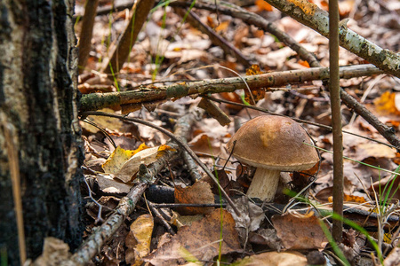 关闭了视图的可食用森林蘑菇棕色盖牛肝菌生长在秋天的树林间落下的叶子和草