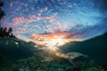 海龟的水下海洋生物