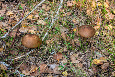 关闭了两个可食用森林蘑菇棕色盖牛肝菌生长在秋天的树林间落下的叶子和草视图