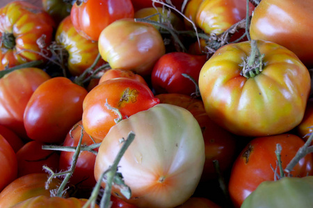 花园里不同的乡村西红柿