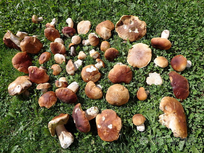 牛肝菌(penny bun cep porcino或por)