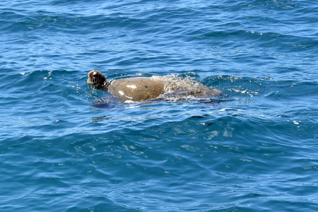 在蓝色的太平洋海域夏威夷绿海龟游泳