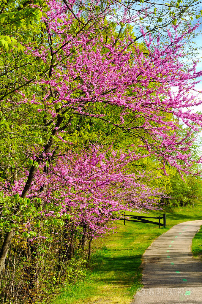 在春天开花紫荆照片-正版商用图片0sn0zu-摄图新视界