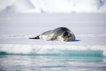 海豹和海狮坐在南极太阳下的岩石上海洋