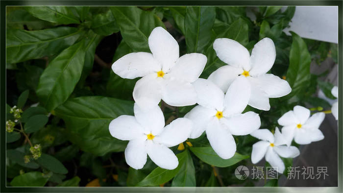 夏天 紫色 粉红色 花 花园 绿色 自然 黄花 花 白花照片 正版商用图片0sn1pj 摄图新视界