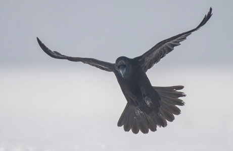 普通乌鸦在自然栖息地飞行图片