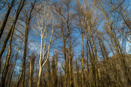 冬天的蓝天下森林里的树木