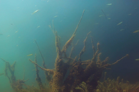 红树林区鱼类水下景观研究