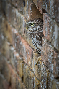 小猫头鹰在砖的墙洞里