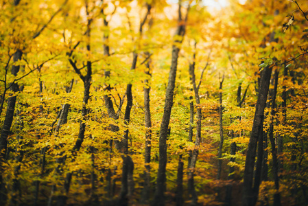 秋天的树木在森林里。秋季理念