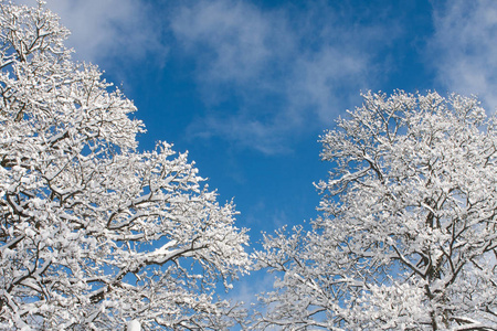 冬季公园积雪覆盖的树木图片