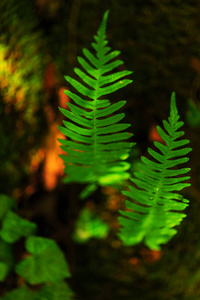 绿色蕨类植物在森林春天, 抽象构成
