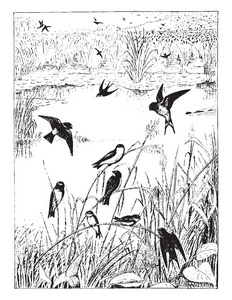 燕子栖息地是一个迁徙的鸣禽鸟在燕子家庭, 复古线画或雕刻插图