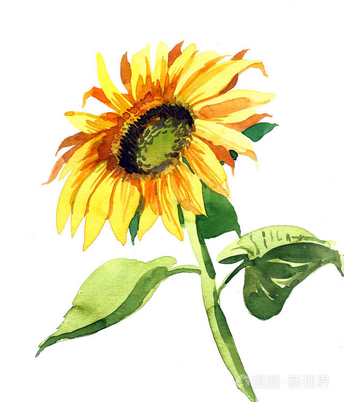 向日葵水彩素描