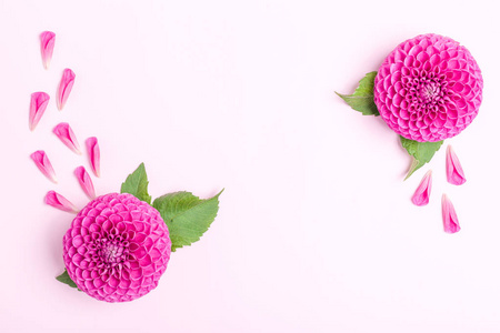 大丽花球barbarry 和花瓣与绿叶在粉红色明亮的夏季花的顶部视图在柔和的背景与复制空间。婚礼贺卡或花卉设计浪漫方形模板