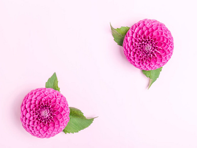 大丽花球barbarry 与绿叶在粉红色明亮的夏季花的顶部视图在柔和的背景与复制空间。婚礼贺卡或花卉设计浪漫方形模板