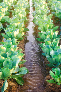农作物自然浇水, 灌溉。卷心菜种植园生长在田间。蔬菜排。农耕农业