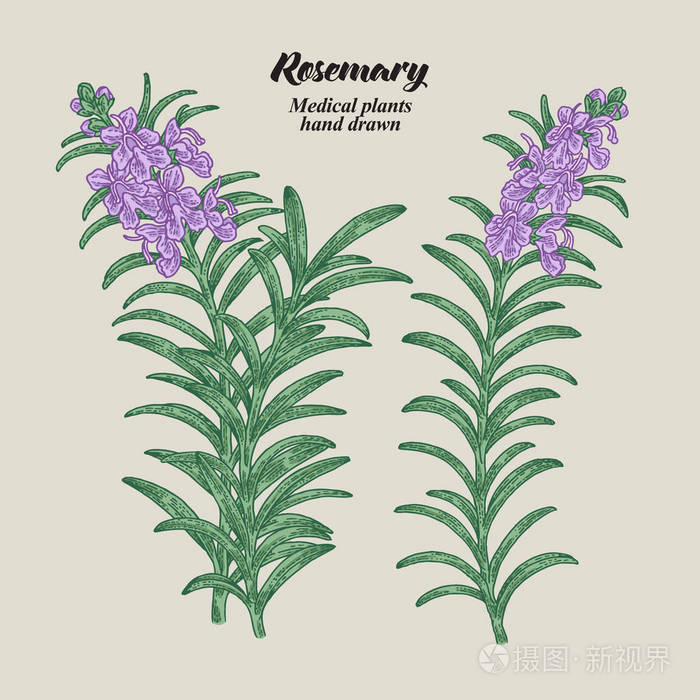 插画 医疗健康 迷迭香树枝上有树叶和花朵.药用草药收集.手绘矢量图.