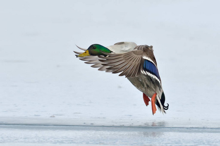 野鸭飞越冰封河