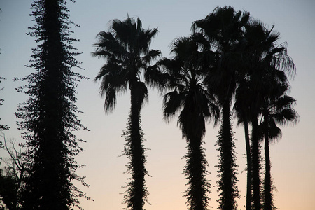 自然背景与棕榈树, 颜色图片