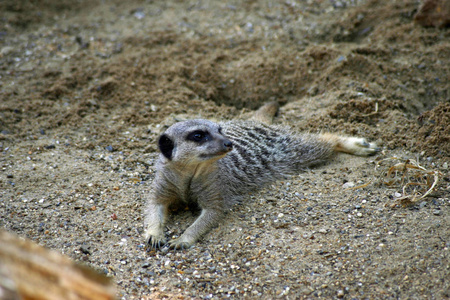猫鼬躺在沙子上的胃, 并期待在右侧