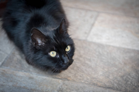 黑色可爱的猫与绿色的眼睛特写肖像