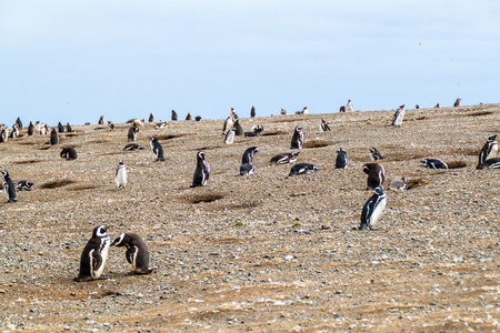 在麦哲伦海峡，智利伊斯拉马格达莱娜岛上的企鹅群
