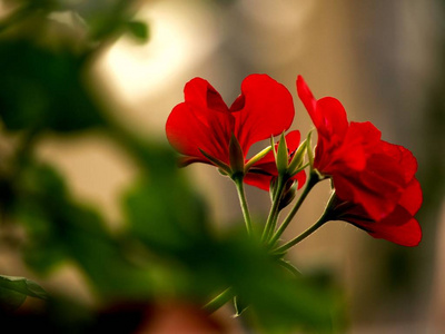 阳台上孤立的红天竺葵和散景效果