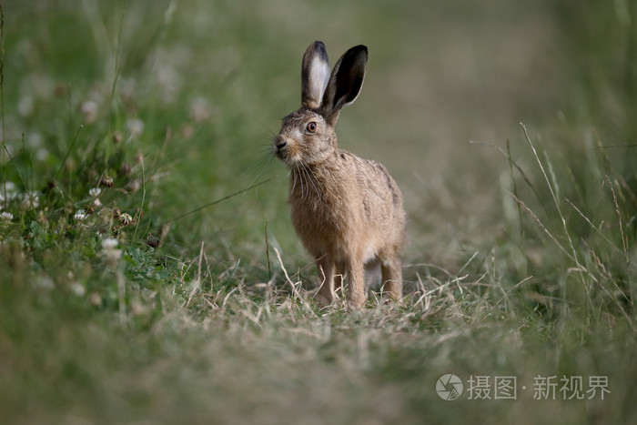 欧洲的棕色野兔，天兔座 europaeus