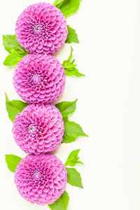 大丽花球barbarry 边框框架紫色鲜花与绿叶和芽在柔和的背景与复制空间浪漫婚礼贺卡和邀请或花卉设计的顶部视图