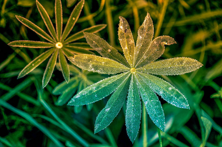 新鲜青草与露水降特写。自然背景