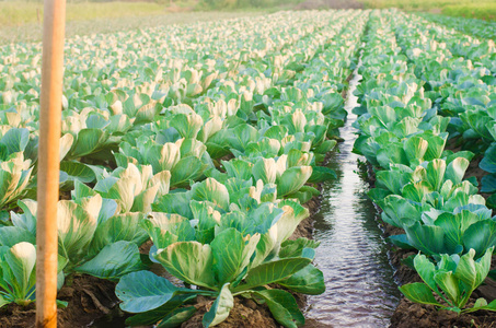 灌溉自然农业图片