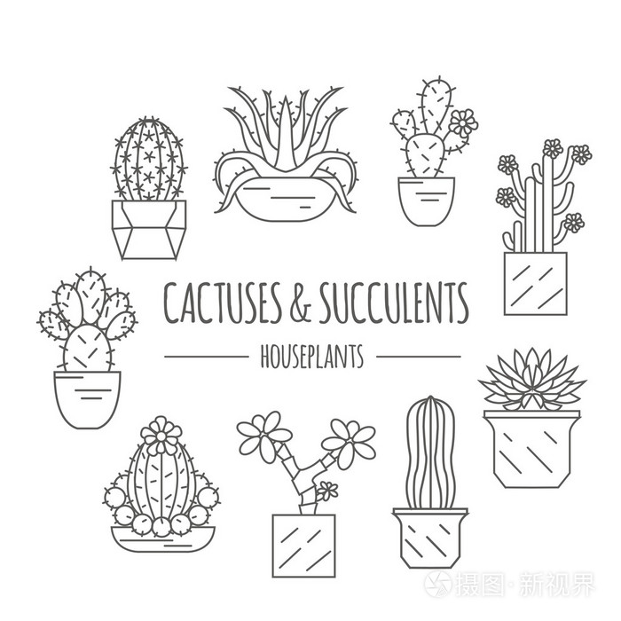 仙人掌与多肉植物的图标集 室内盆栽植物 细线设计插画 正版商用图片0snptv 摄图新视界