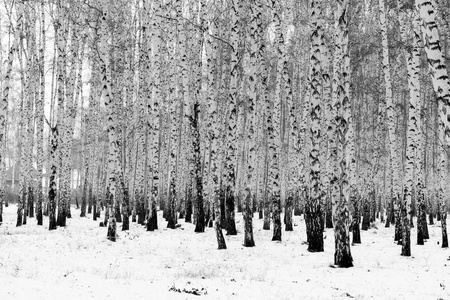 白桦林冬季景观, 黑白照片