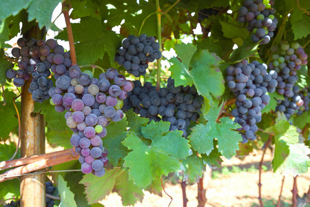 在一个秋天阳光明媚的日子里, 意大利花园里有绿叶的红葡萄酒, 成熟的葡萄。多汁葡萄收获, 特写, 收获背景
