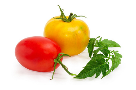 全黄红梅番茄与番茄植株在白色背景下的叶子