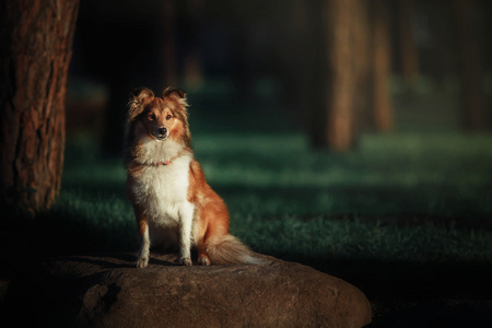 牧羊牧羊犬